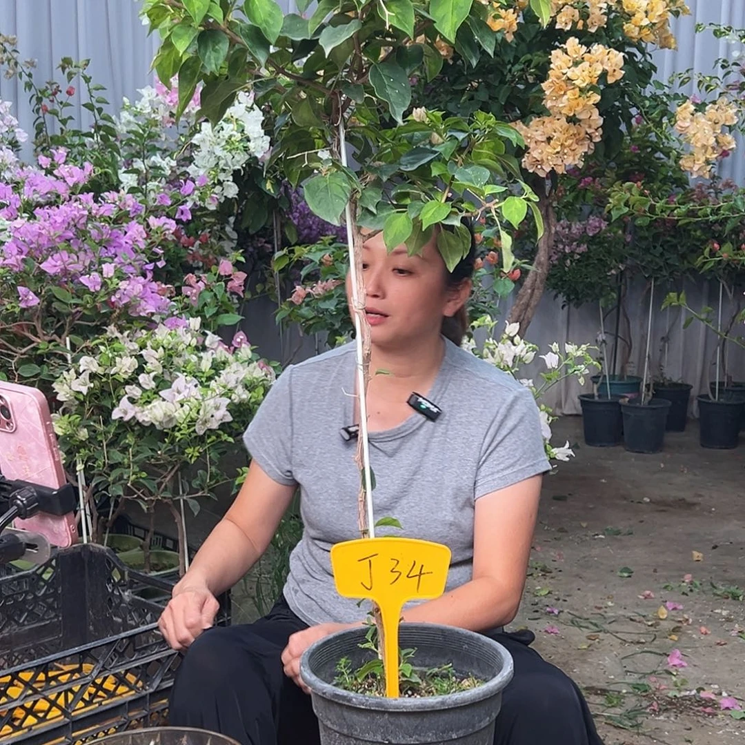 c***w大部分花苞少量开放J34暗丽