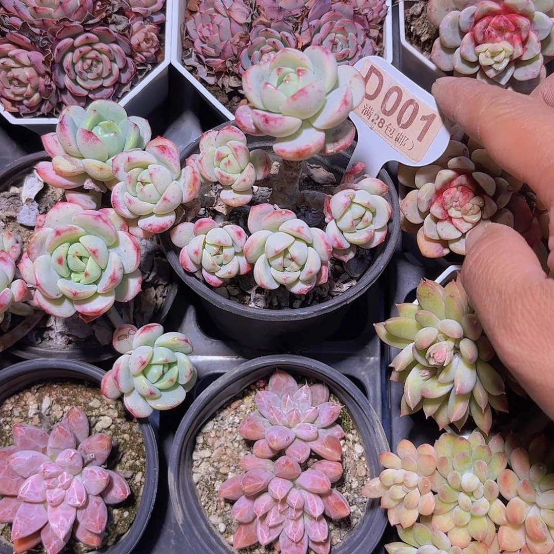 D001香草一物一拍