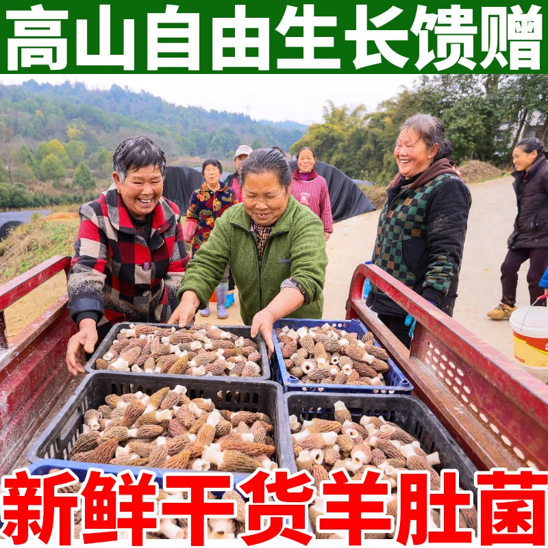 【甄选】云南羊肚菌干货新鲜菌菇煲汤肉厚无沙羊肚菌菌蘑菇汤包鲜美