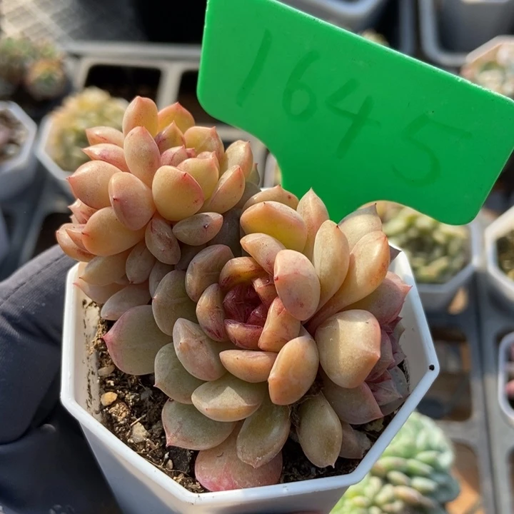 1645糖果珍妮群多肉植物
