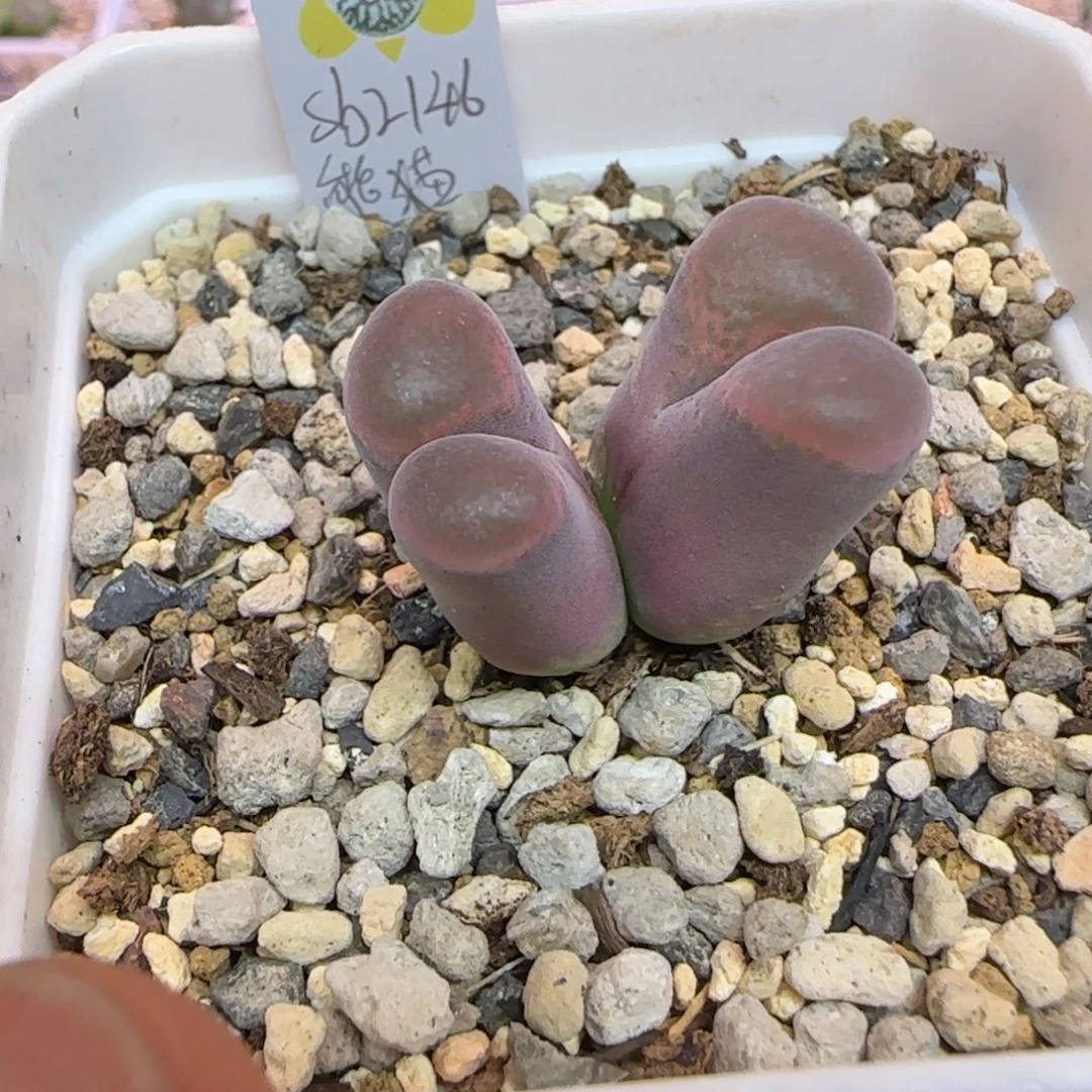 双头熊猫风铃sb2146