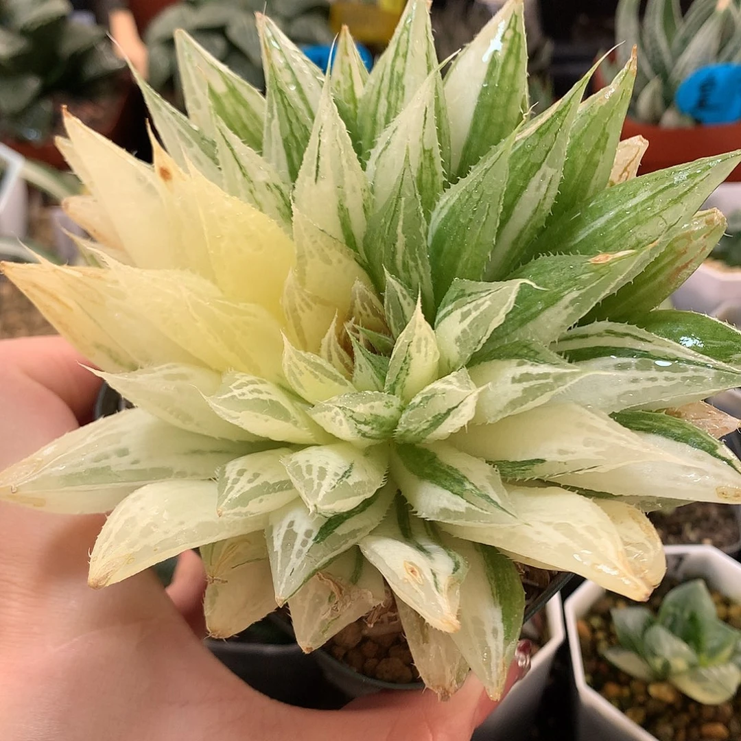 实生玉露锦带盆土