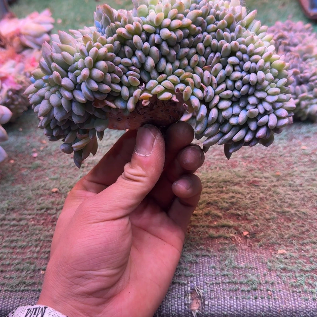 星影树缀无砍多肉