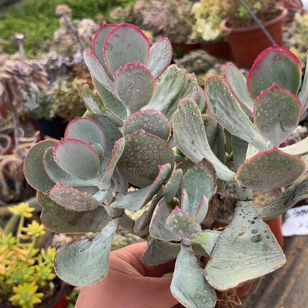 多肉植物青州白眉