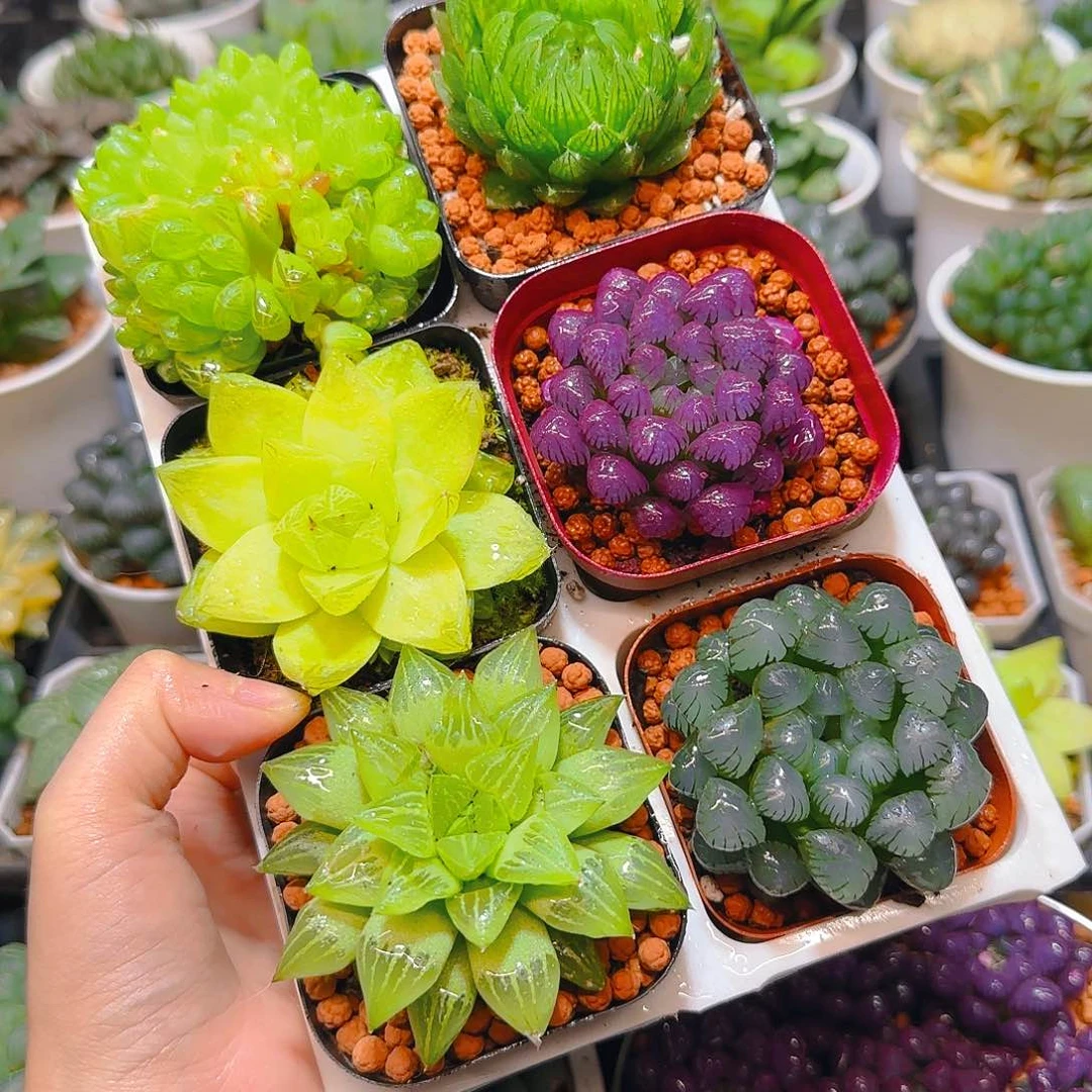 玉露六件套多肉，原盆