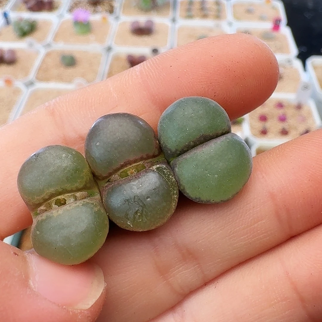 多肉植物福利风铃879