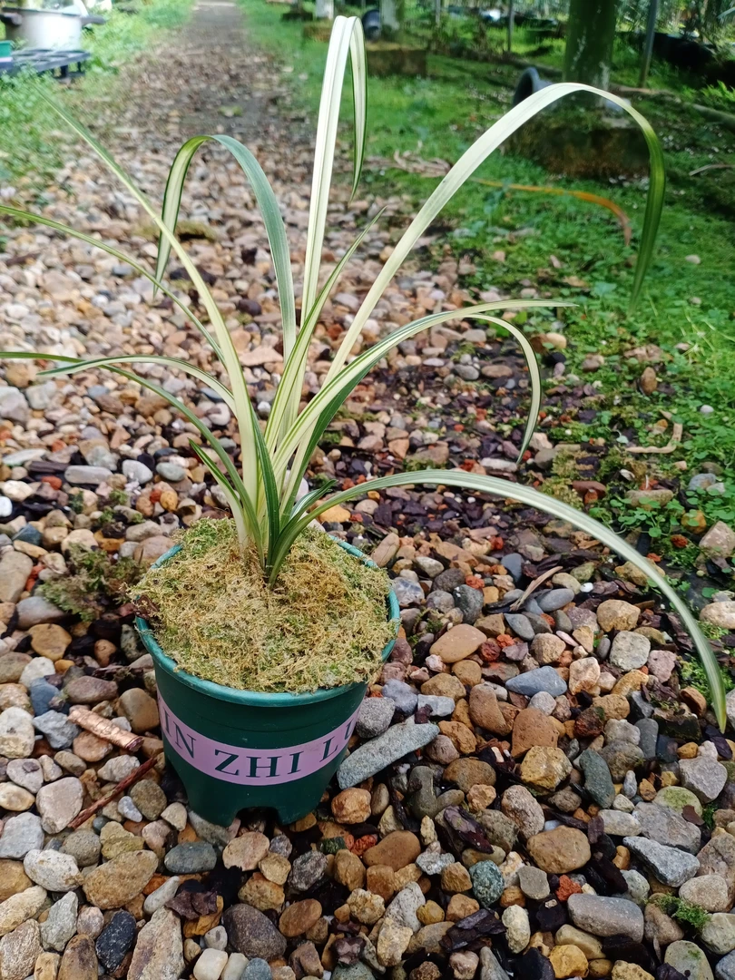 新品秋芝中透艺草室内盆景草易养活（原盆发货）可自行下单