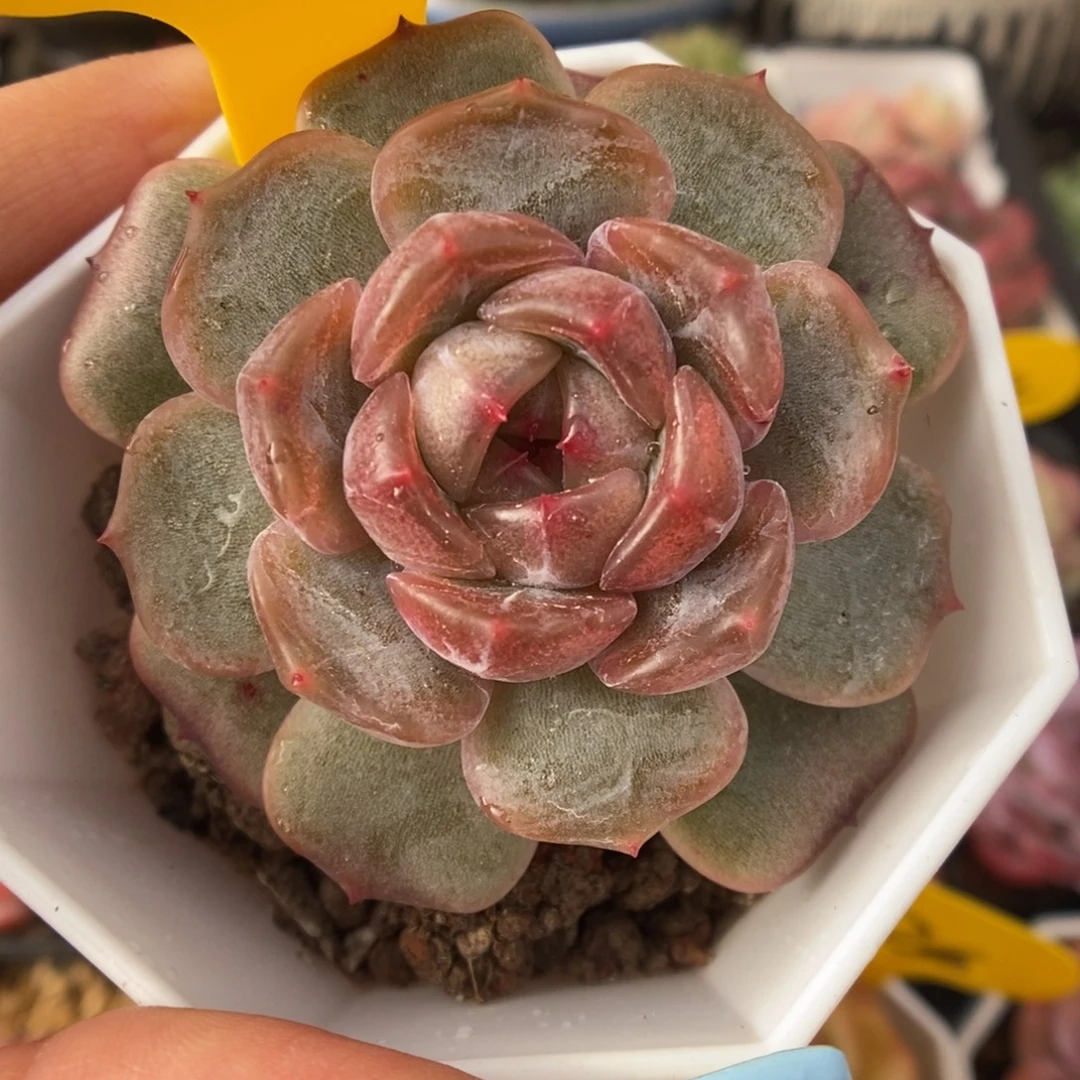 红色恋人910号。