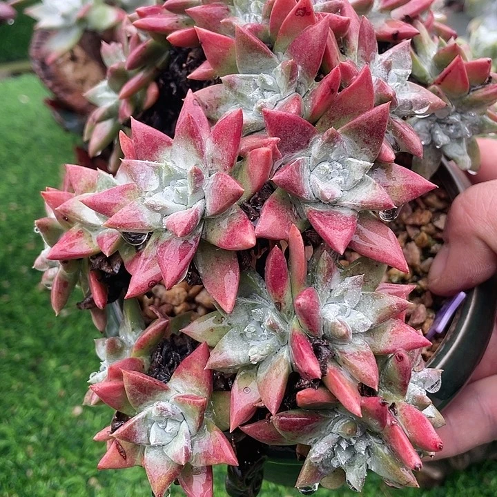 格诺玛苹果叶群生福利