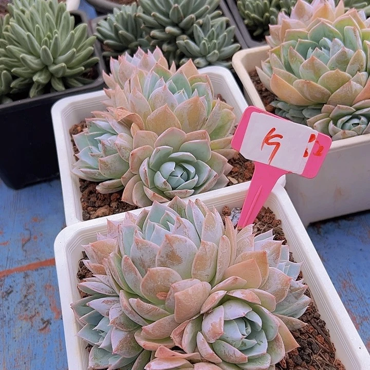 19木西一个脱土多肉植物