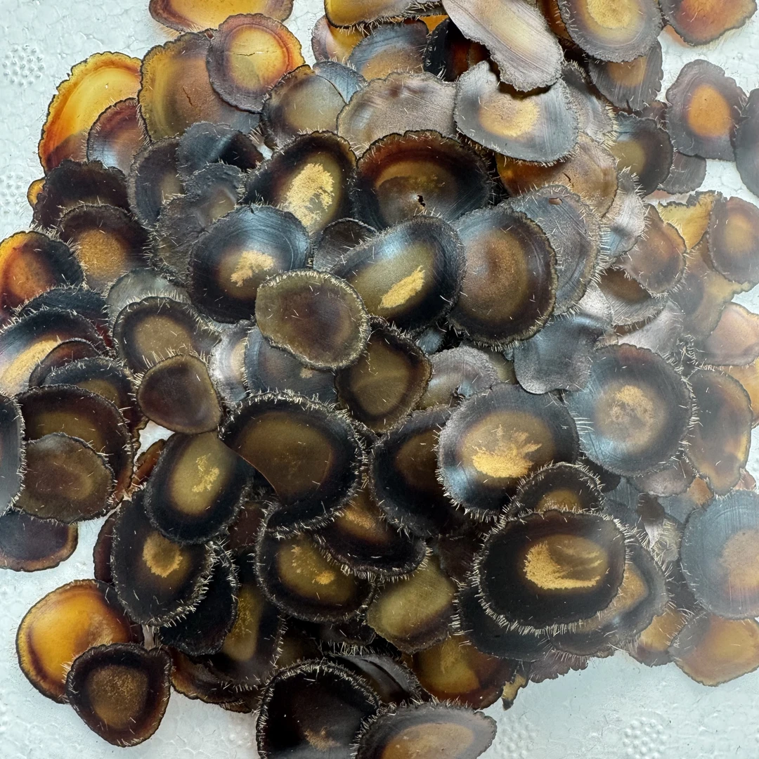 梅花鹿二茬，全腊片微残，适合泡水，煲汤，泡酒，营养滋补调理佳品