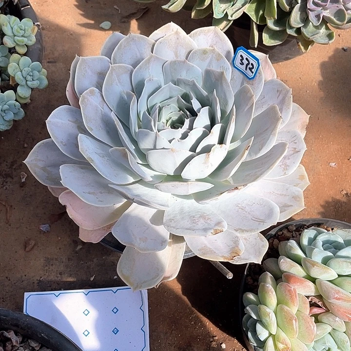 372圣卡 一物一拍多肉