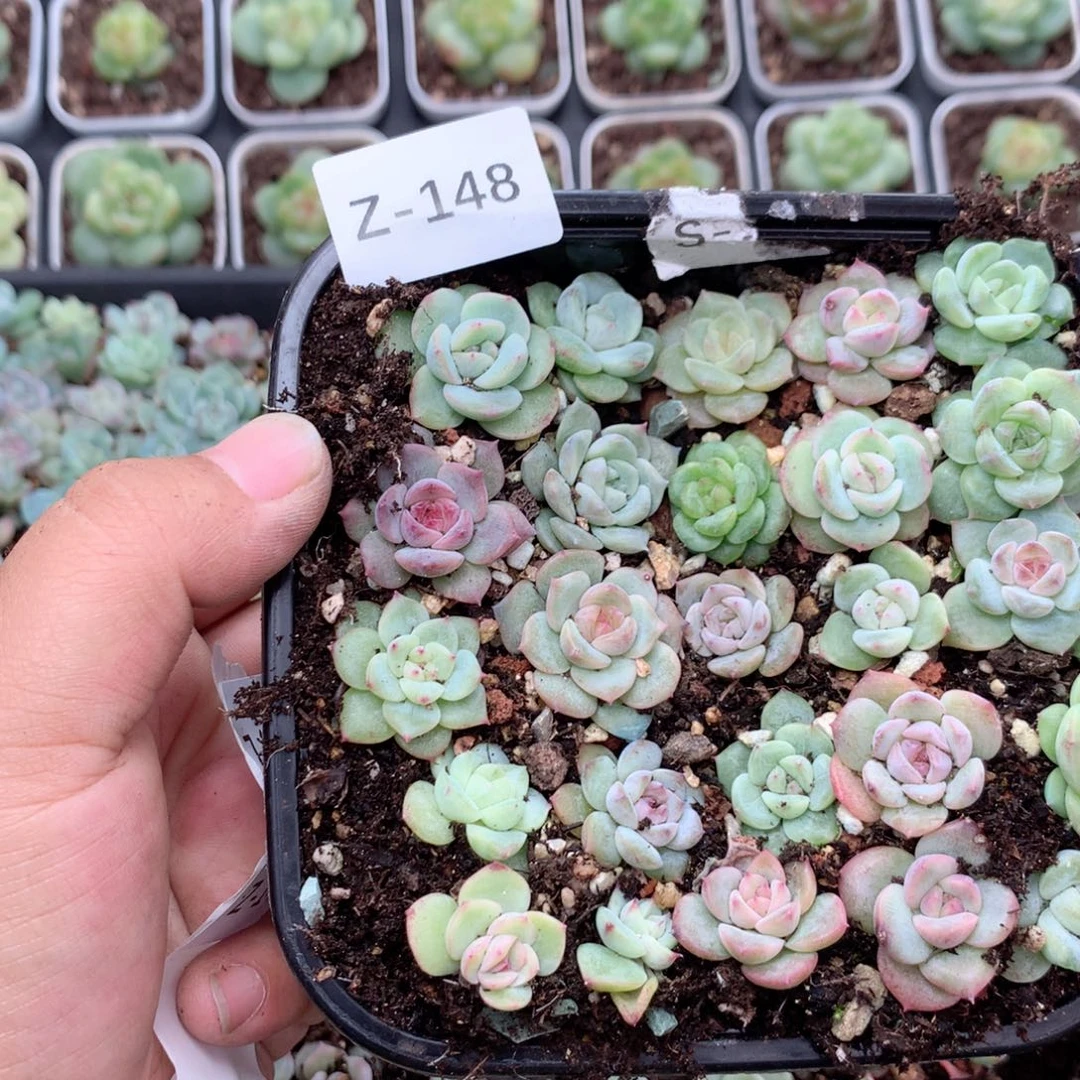 紫***水无花朵Z148月英语英语