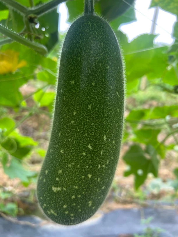 湖南道州毛节瓜小冬瓜