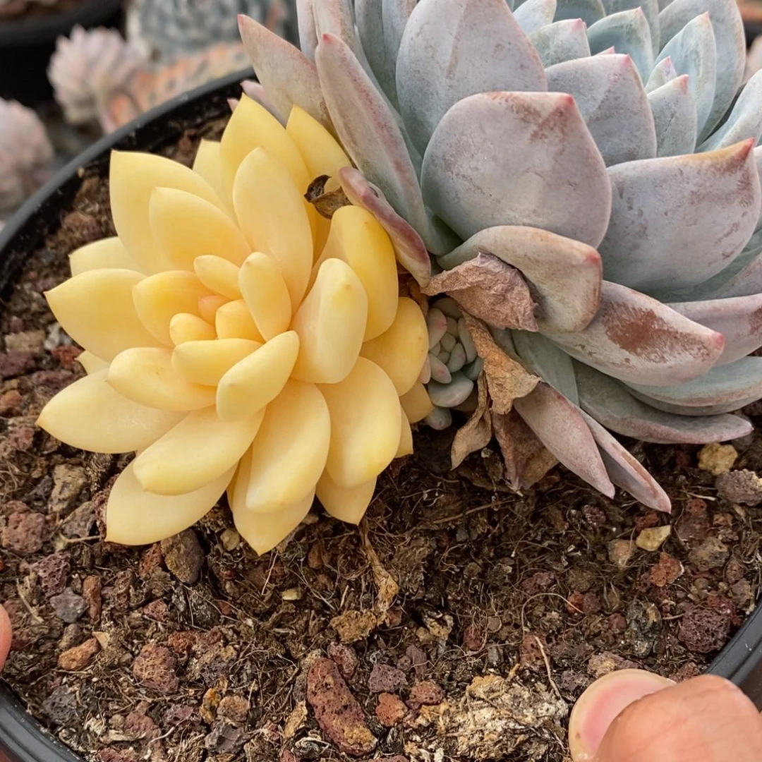 橙子多肉植物7671
