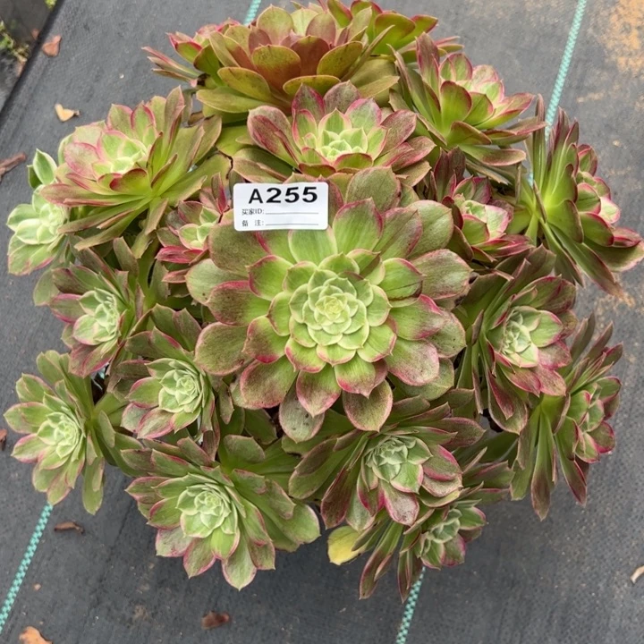 255莲花35厘米左右