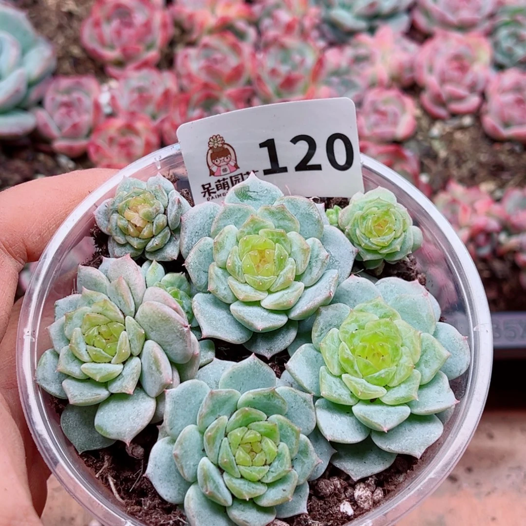 多肉植物多肉植物