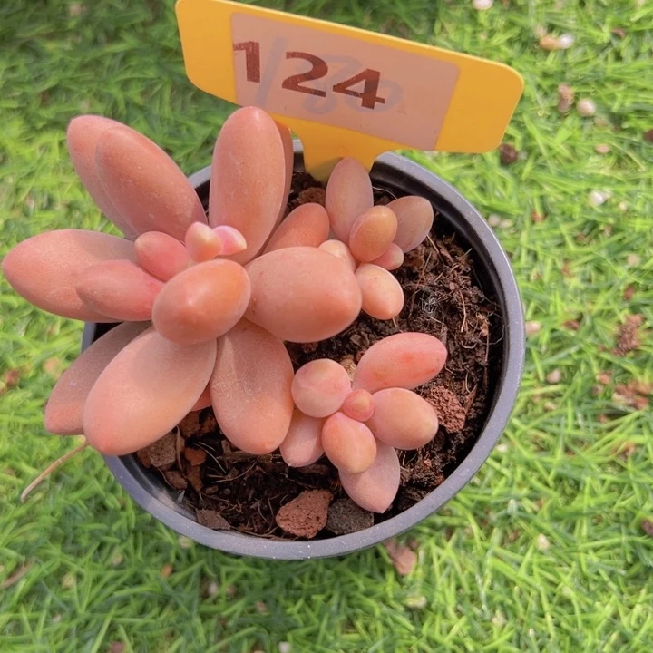 健健康康平平安安