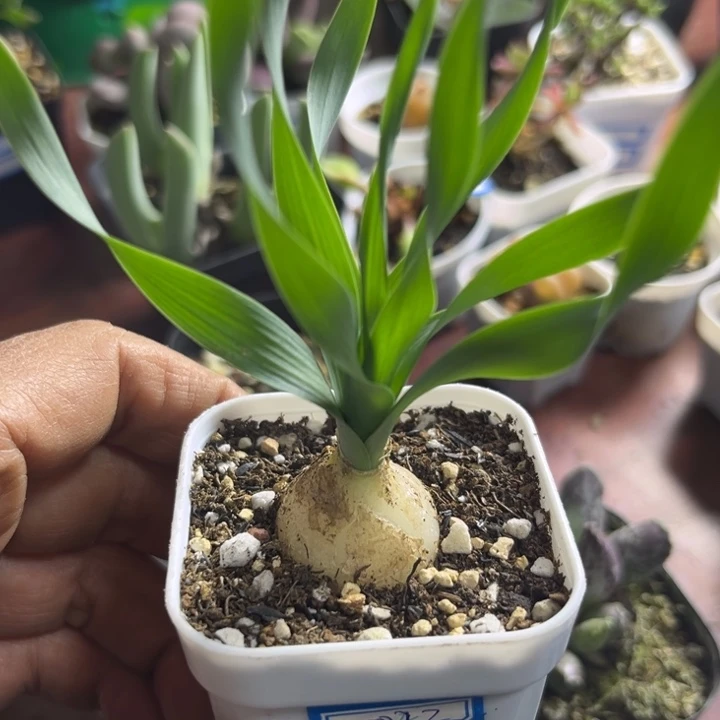 宽叶弹簧草可爱多0022