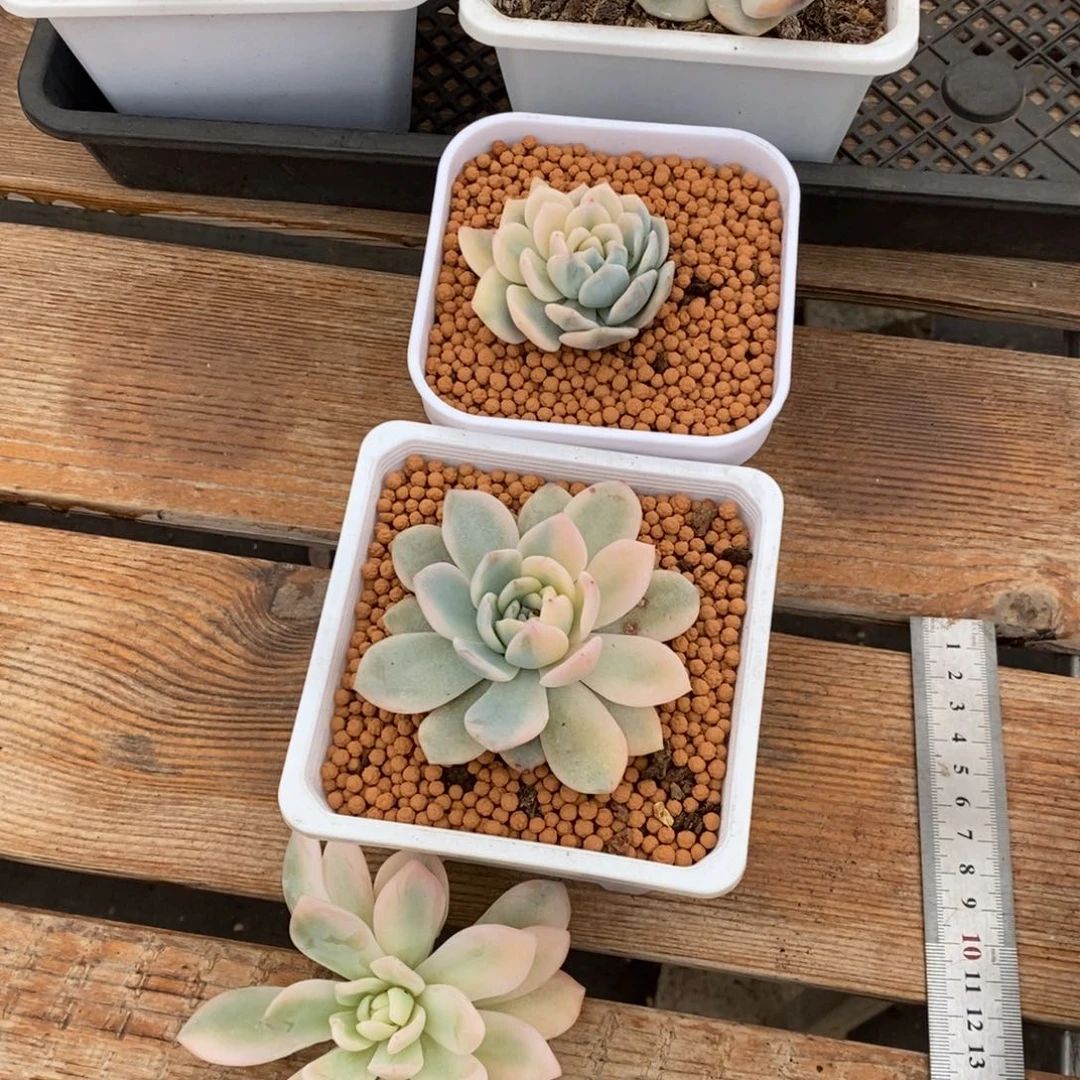 兜****）梦露锦多肉植物