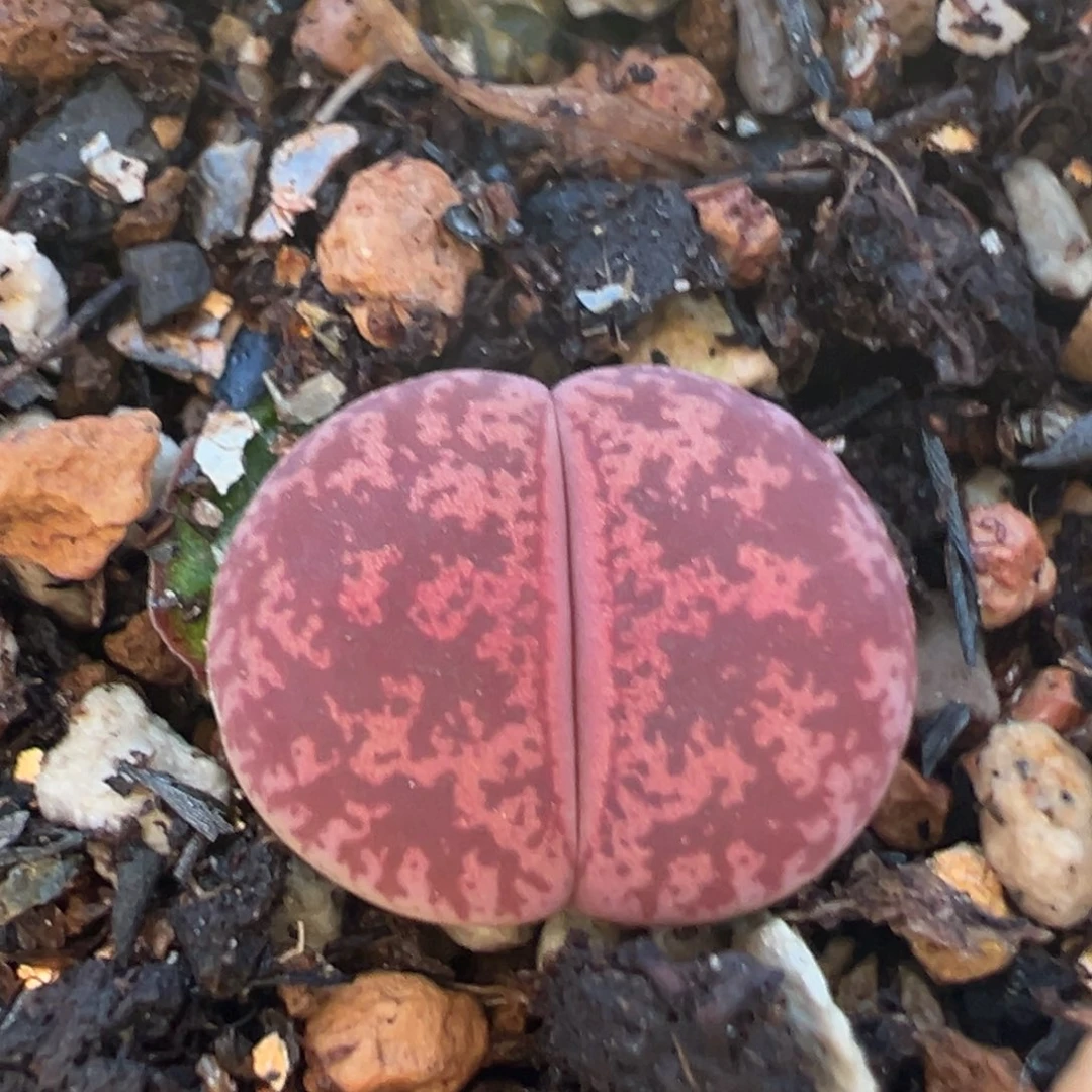 331多肉植物百科植物