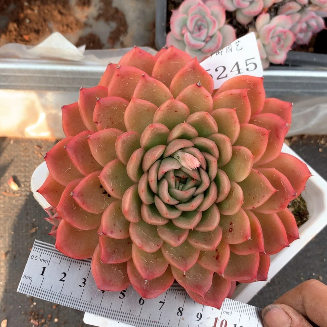 5245瑕疵不售后特价