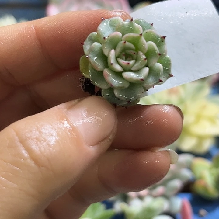 411沙罗姬牡丹锦炸多肉植物