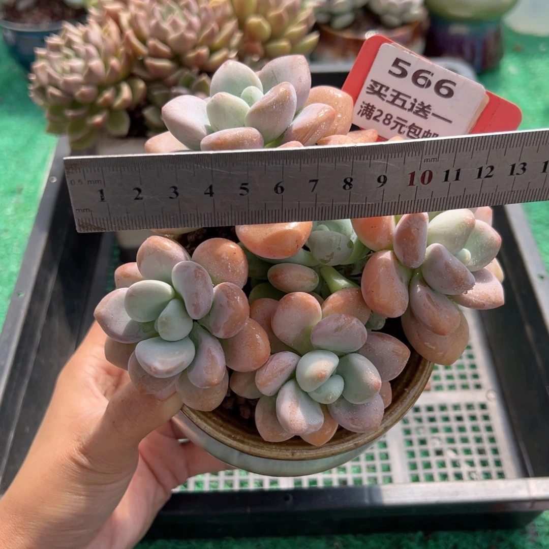 表妹精品多肉植物566.