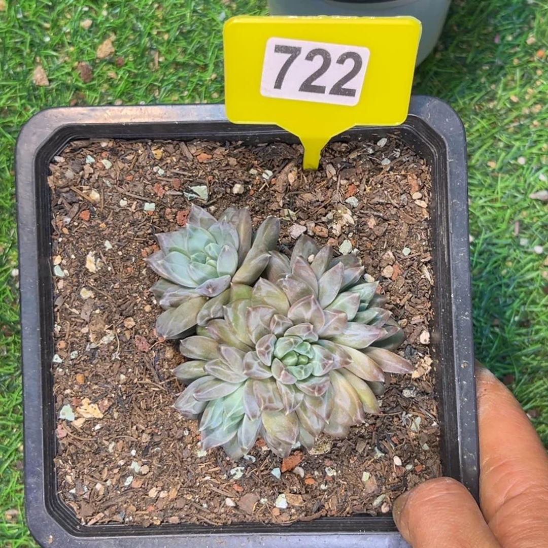 飞*多肉植物美人群722