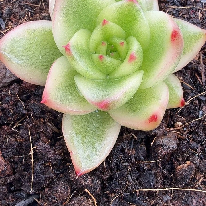 月亮石锦多肉锦植物