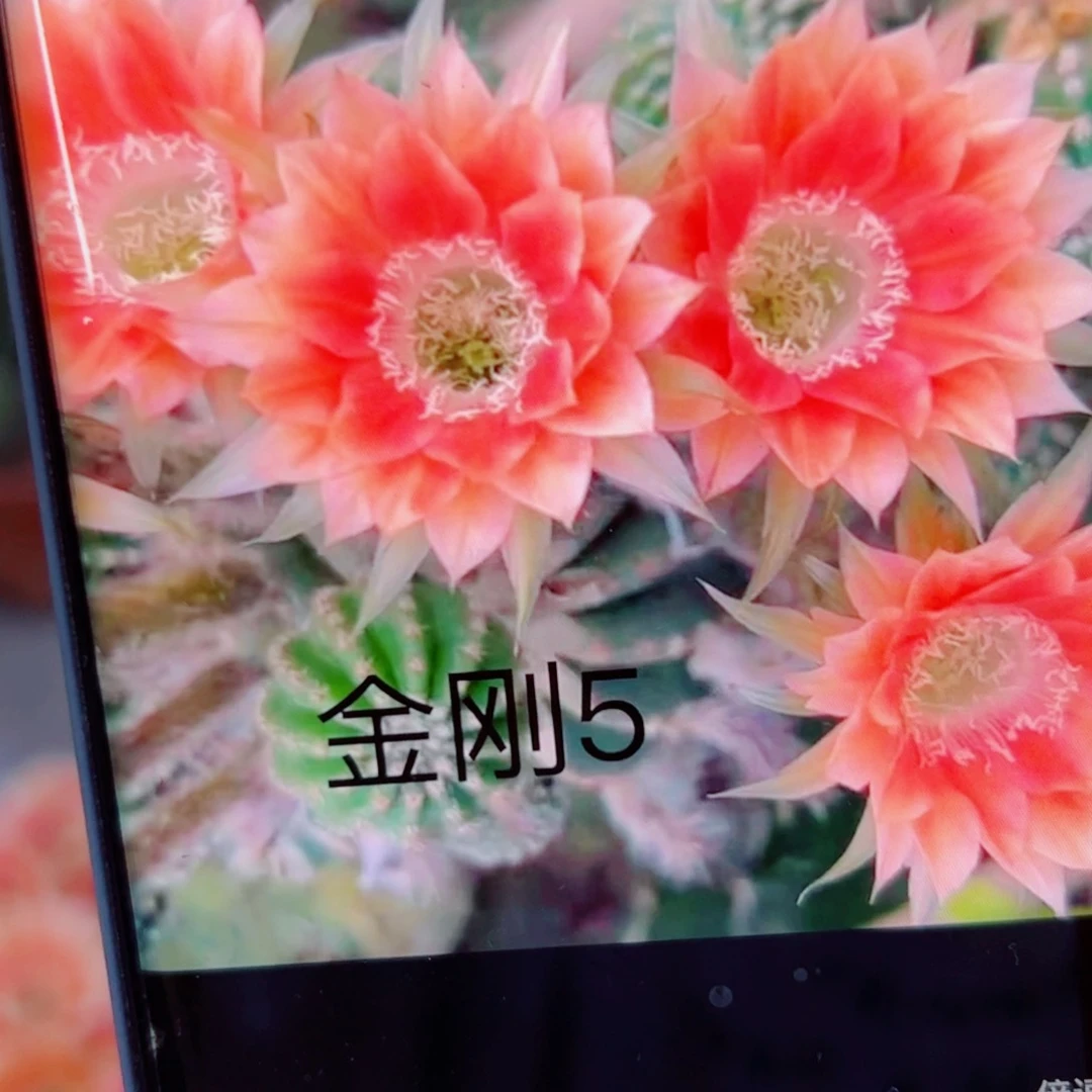 下17金刚5 歪无根侧芽3一4公分左右20包邮