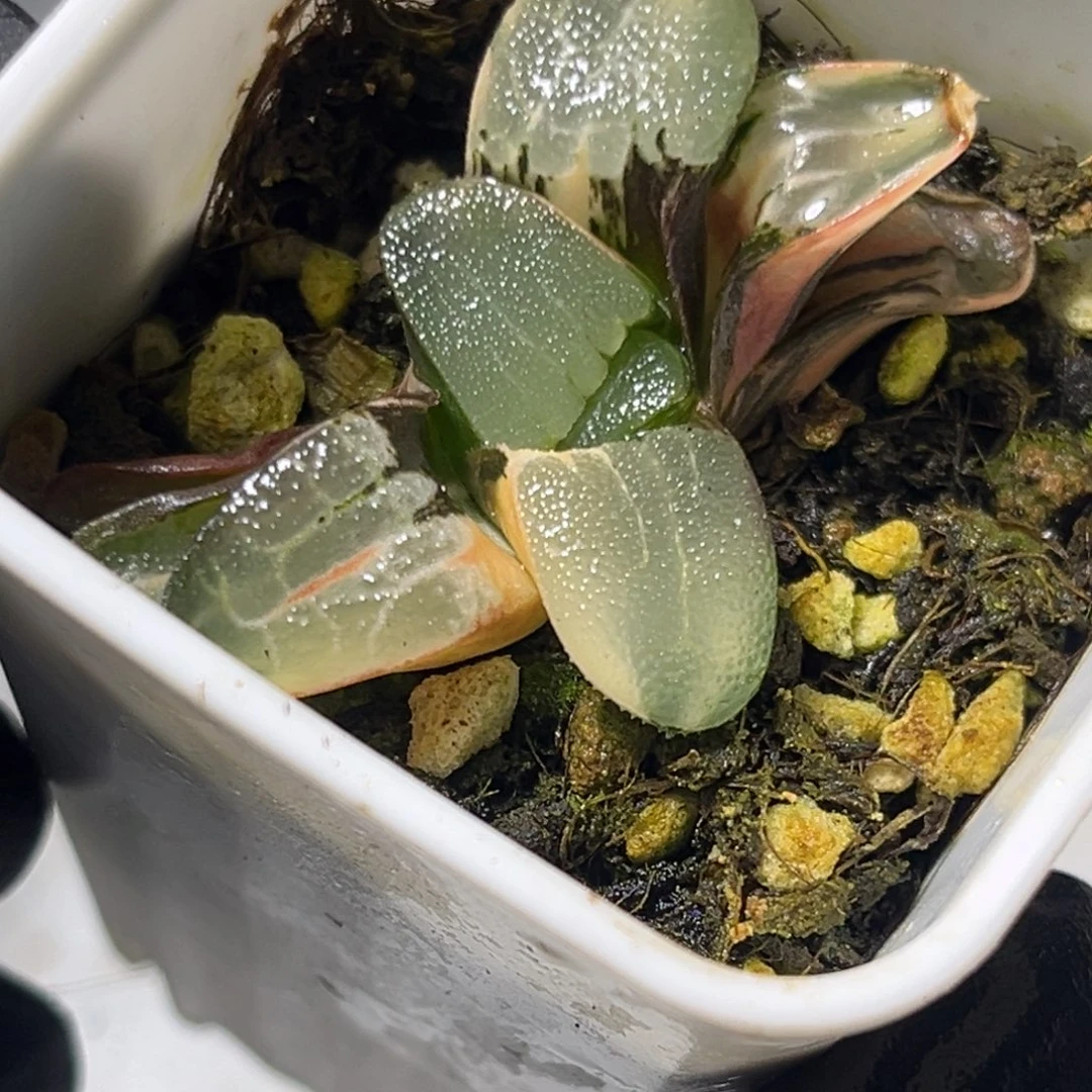 工***室十二卷多肉植物1564克锦