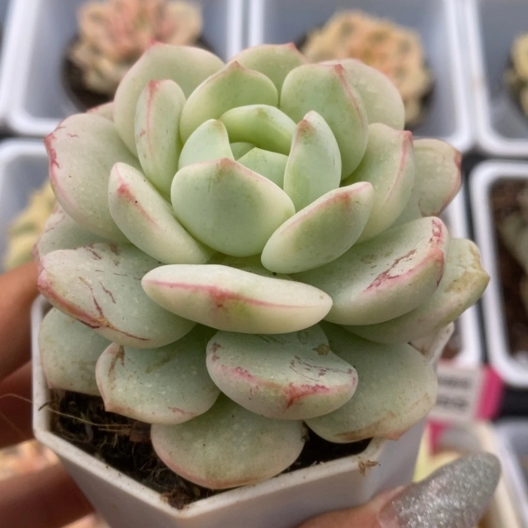 539香草锦锦锦锦锦锦