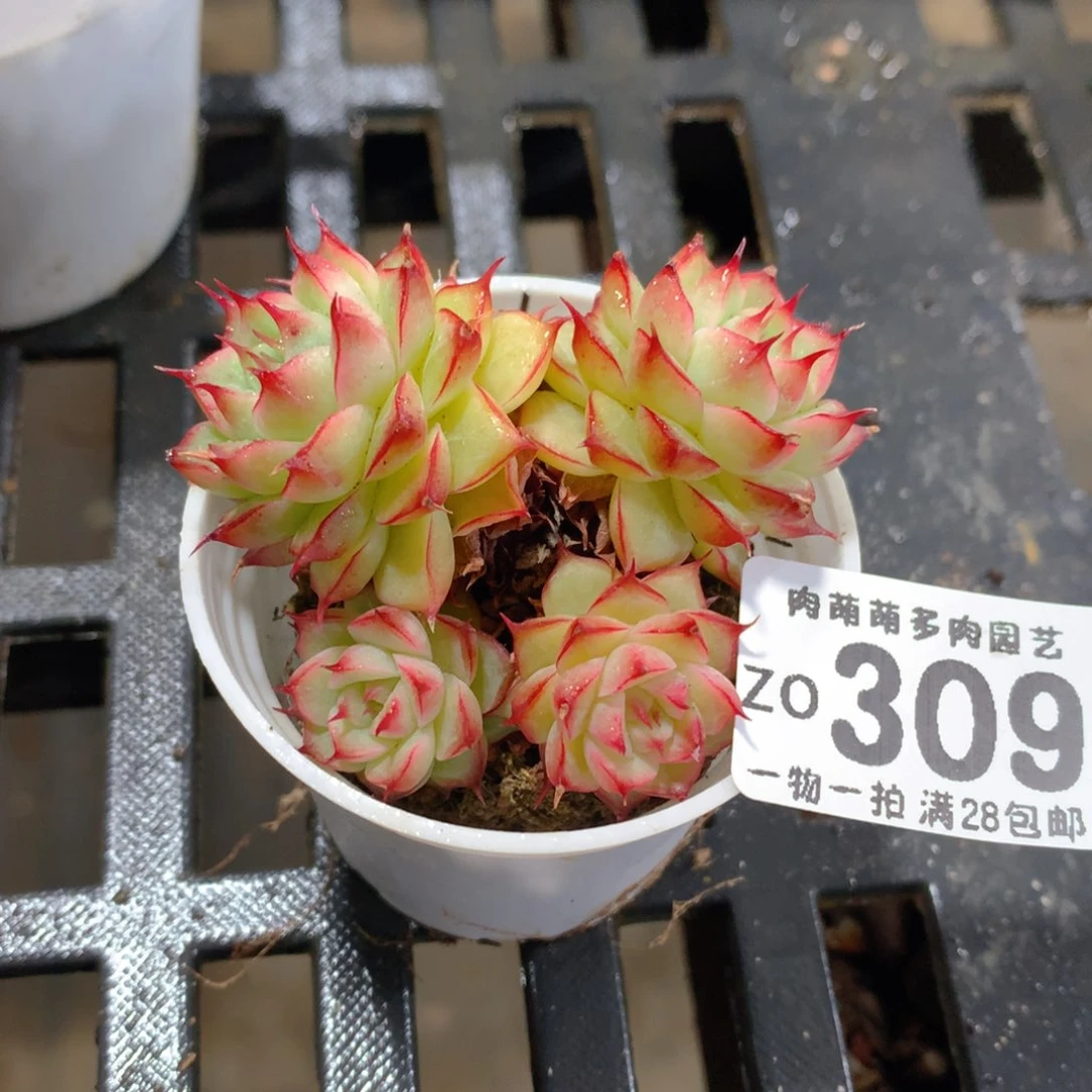 肉萌萌拇指盆精控多肉ZO309