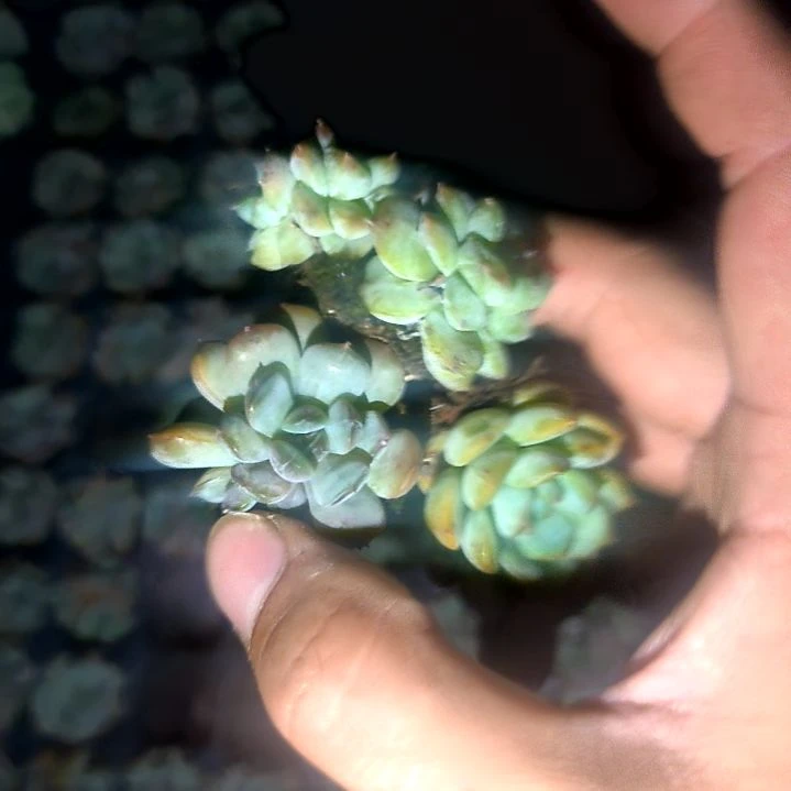 三颗精品杂交，满8.8包邮