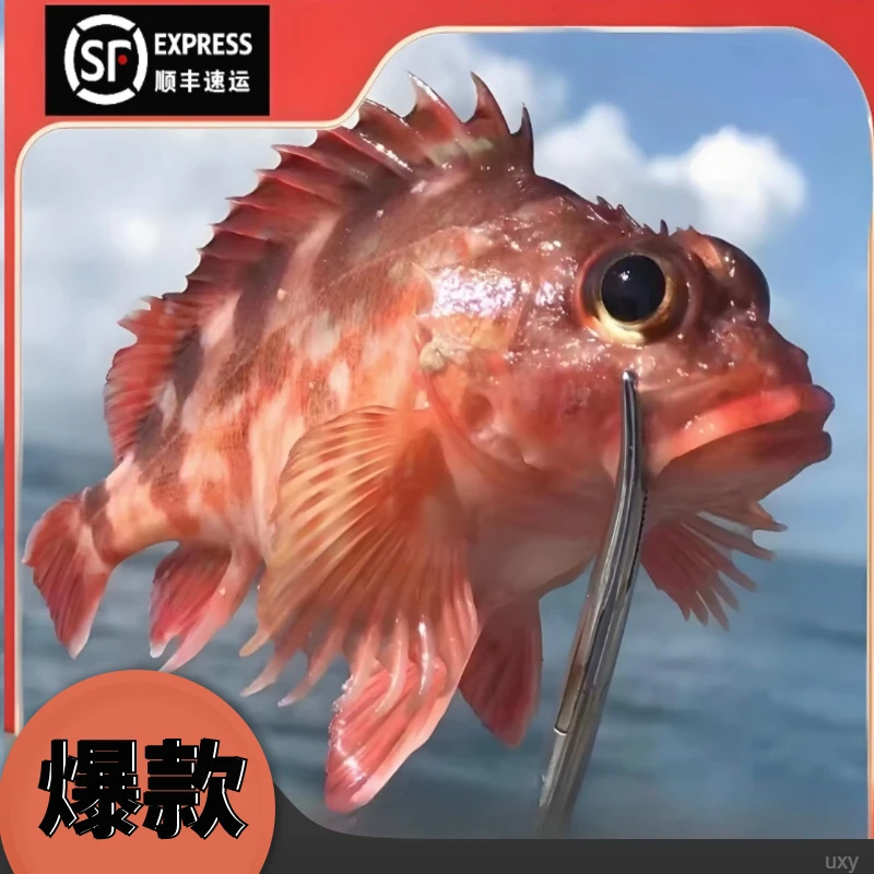 红石斑鱼虎头鱼3两/半斤左右/条石九公野生海捕鲜活速冻顺丰直发