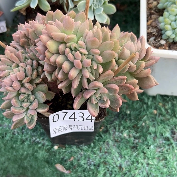 幸运儿的一个小秘密就是你