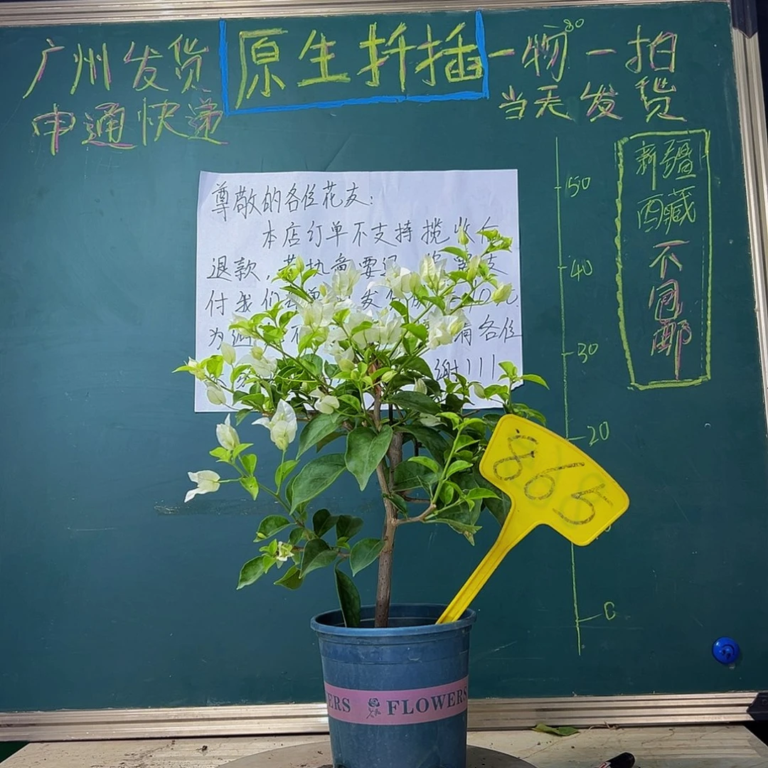 当前无花栽培后可以开花白雪公主 865