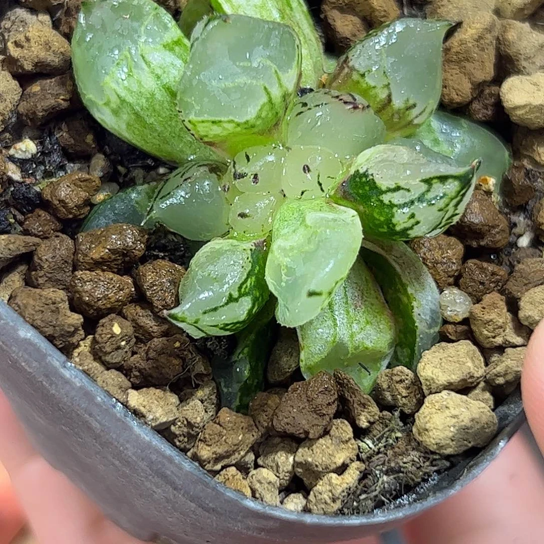 冰皇缀化十二卷多肉植物