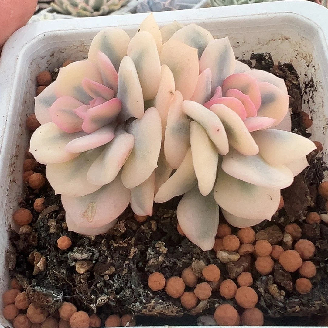 雪精灵锦双头多肉植物