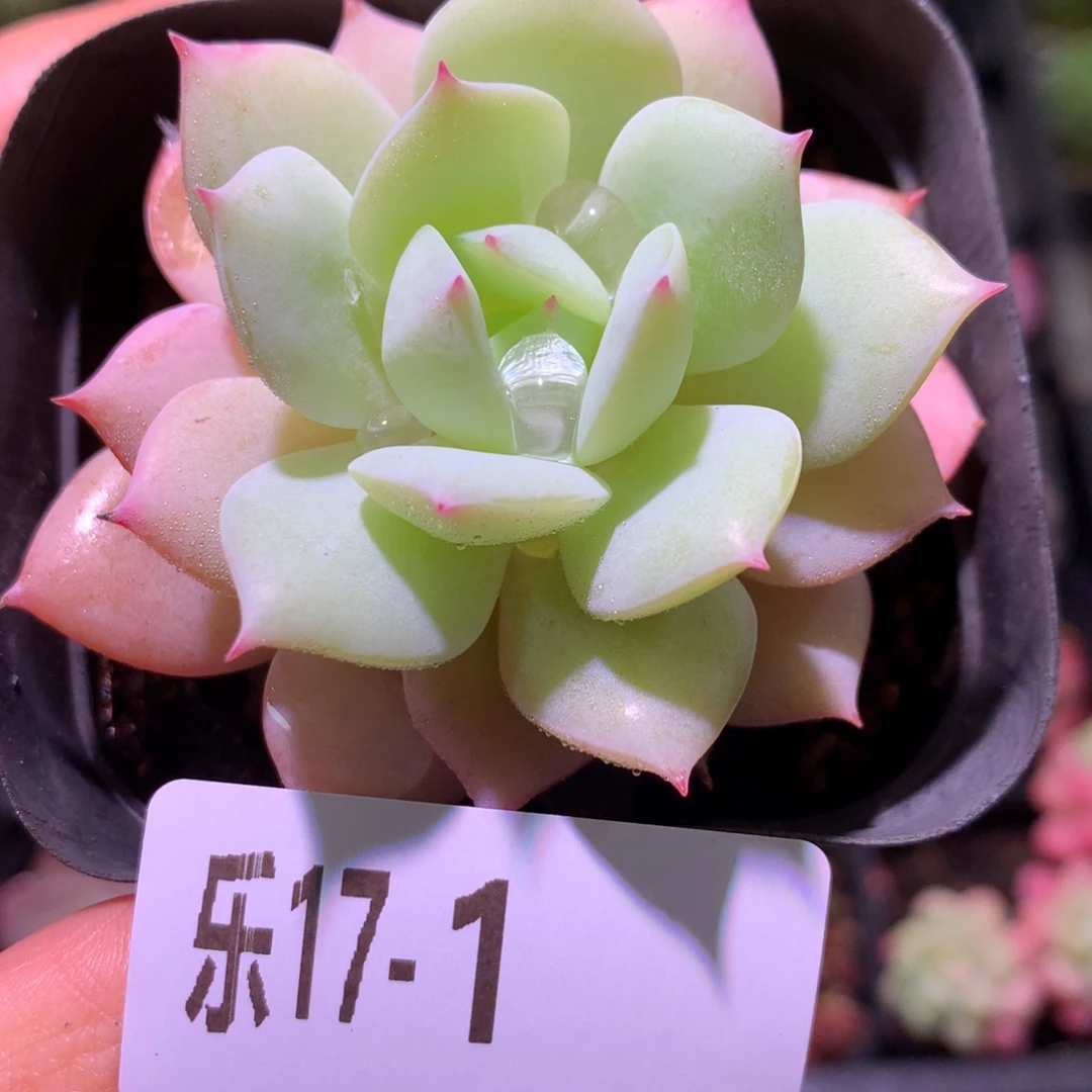 乐然17-1 静雪单头