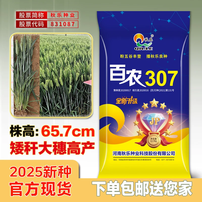【秋乐正品】百农307三圃田原种豫审小麦种子高产矮秆抗倒大穗蓝色