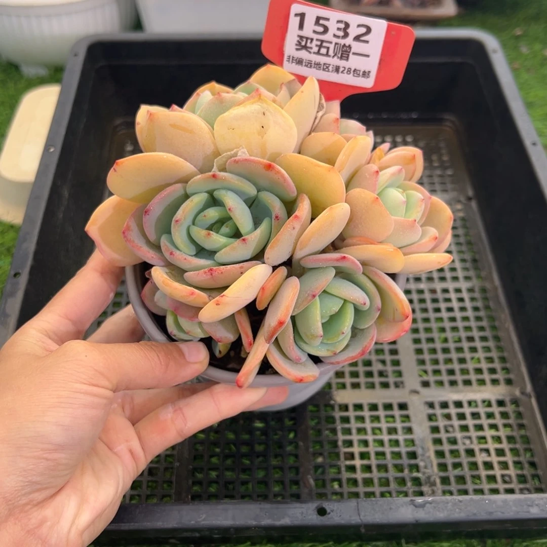 表妹精品多肉1532.