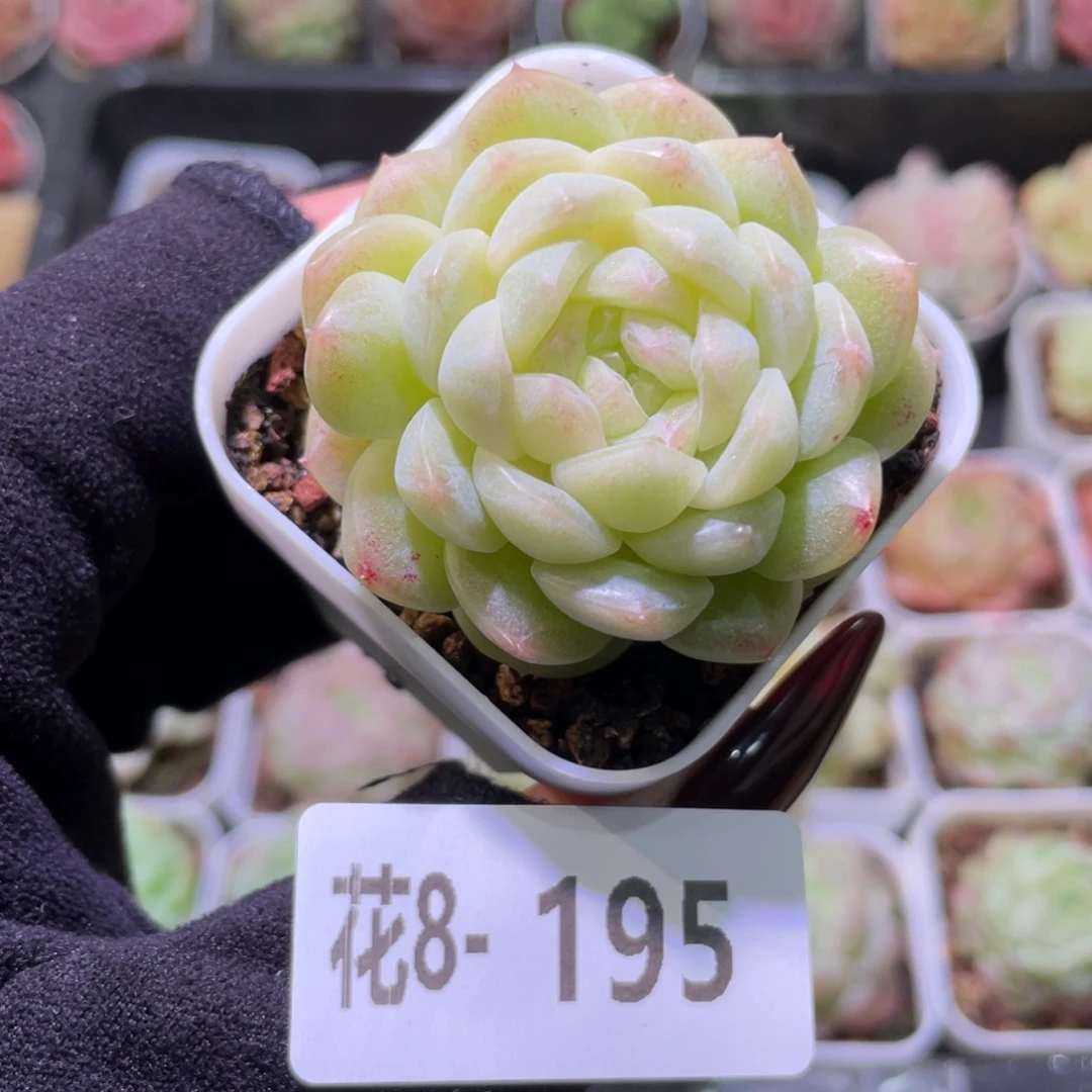 花利美8-195新品珍妮