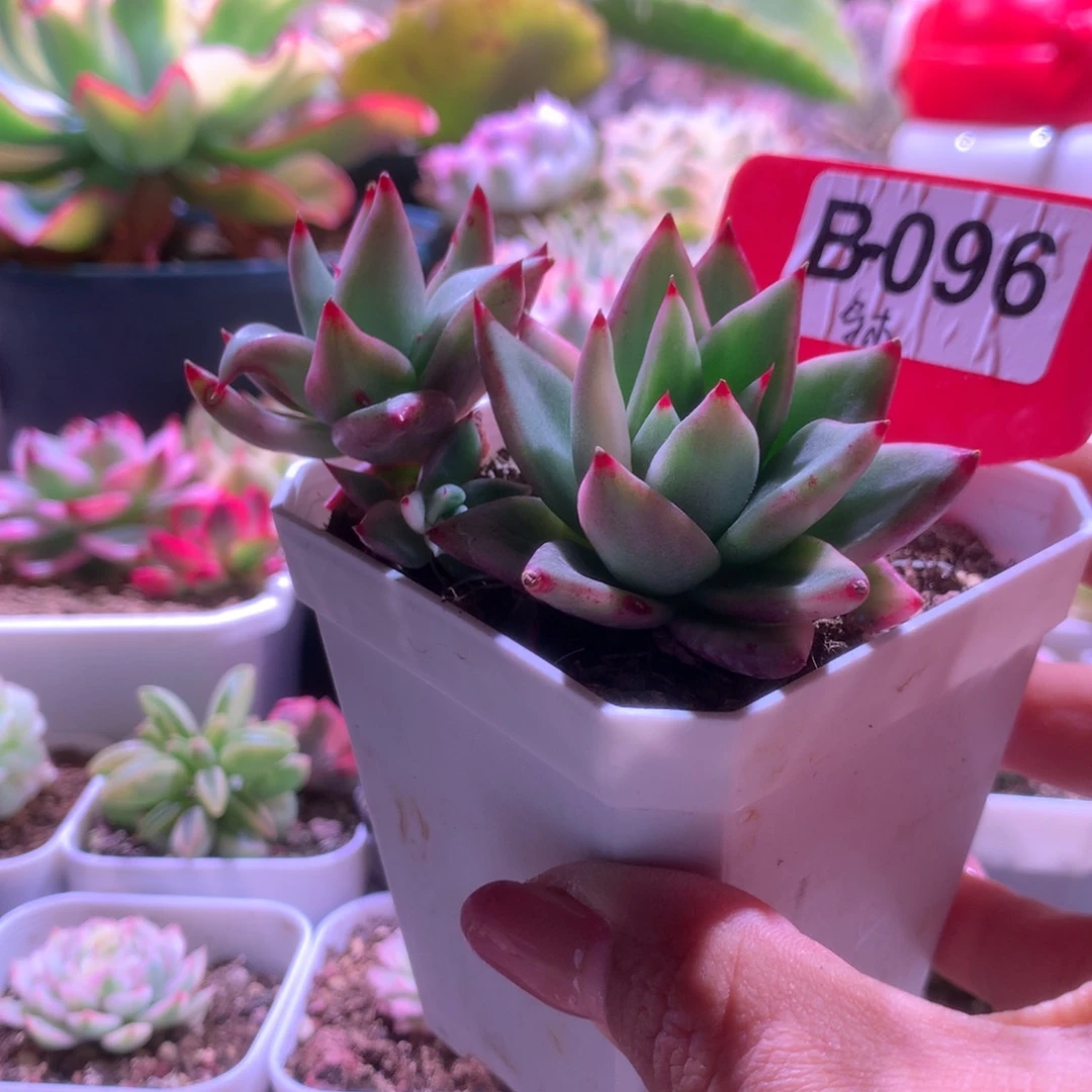 乌木拉丝锦有根有