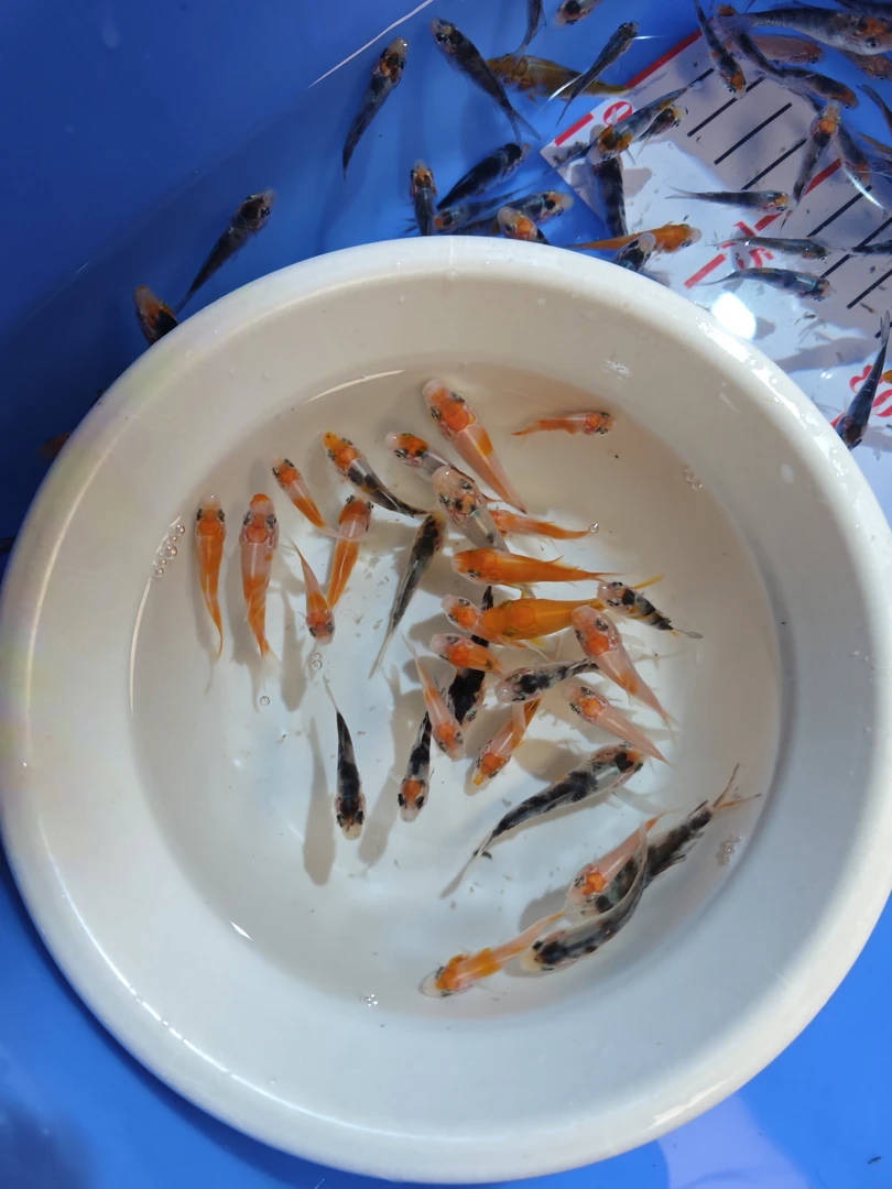 锦鲤观赏鱼锦鲤鱼苗锦鲤鱼血统锦鲤小鱼高端办公室宠物练手鱼苗