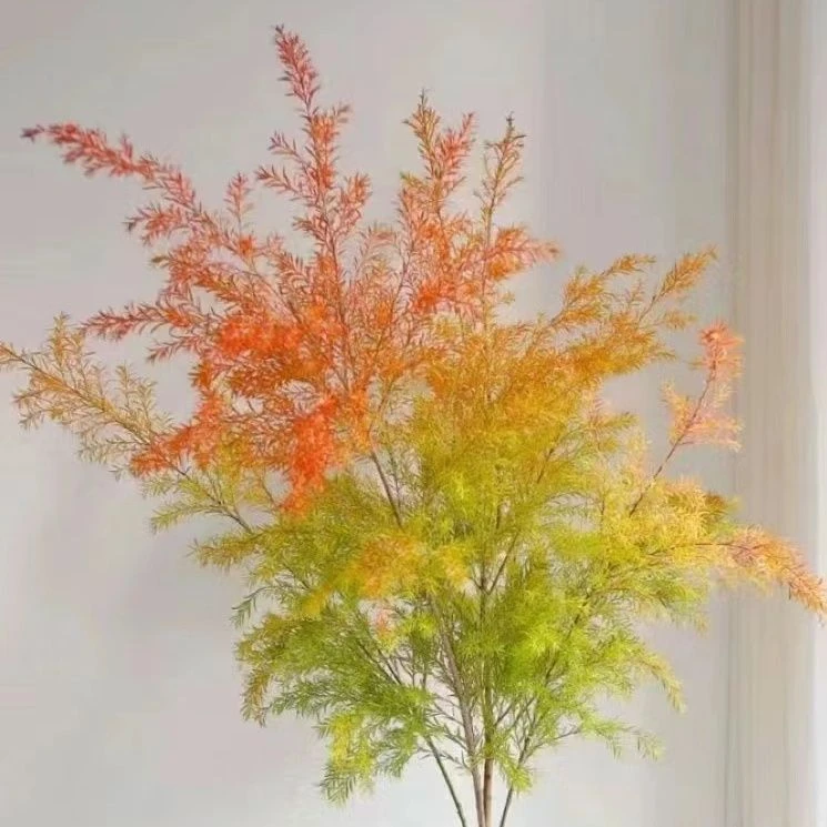 千层金水养植物黄金香柳云南直发基地鲜切花插花风干干花