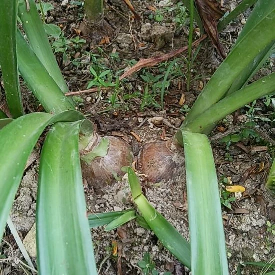 无花朵安吉拉双头6+6+