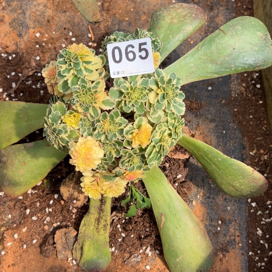 ?****?精品多肉植物065