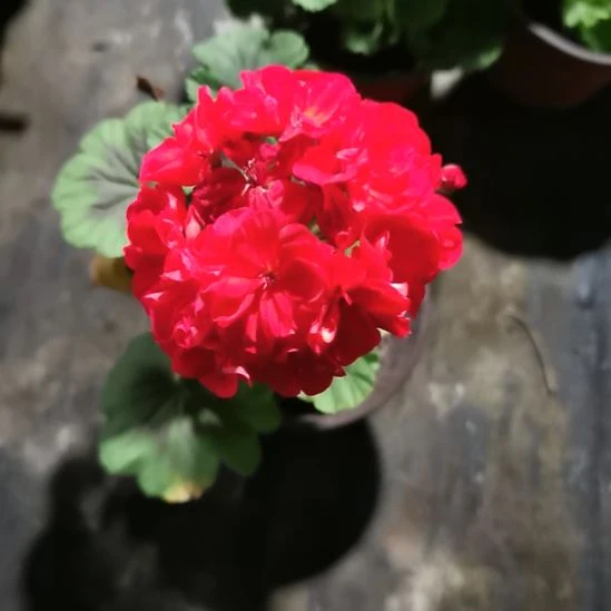 当前无花栽培后可以开花教堂